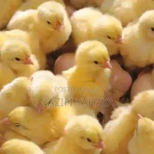 A Day Broiler