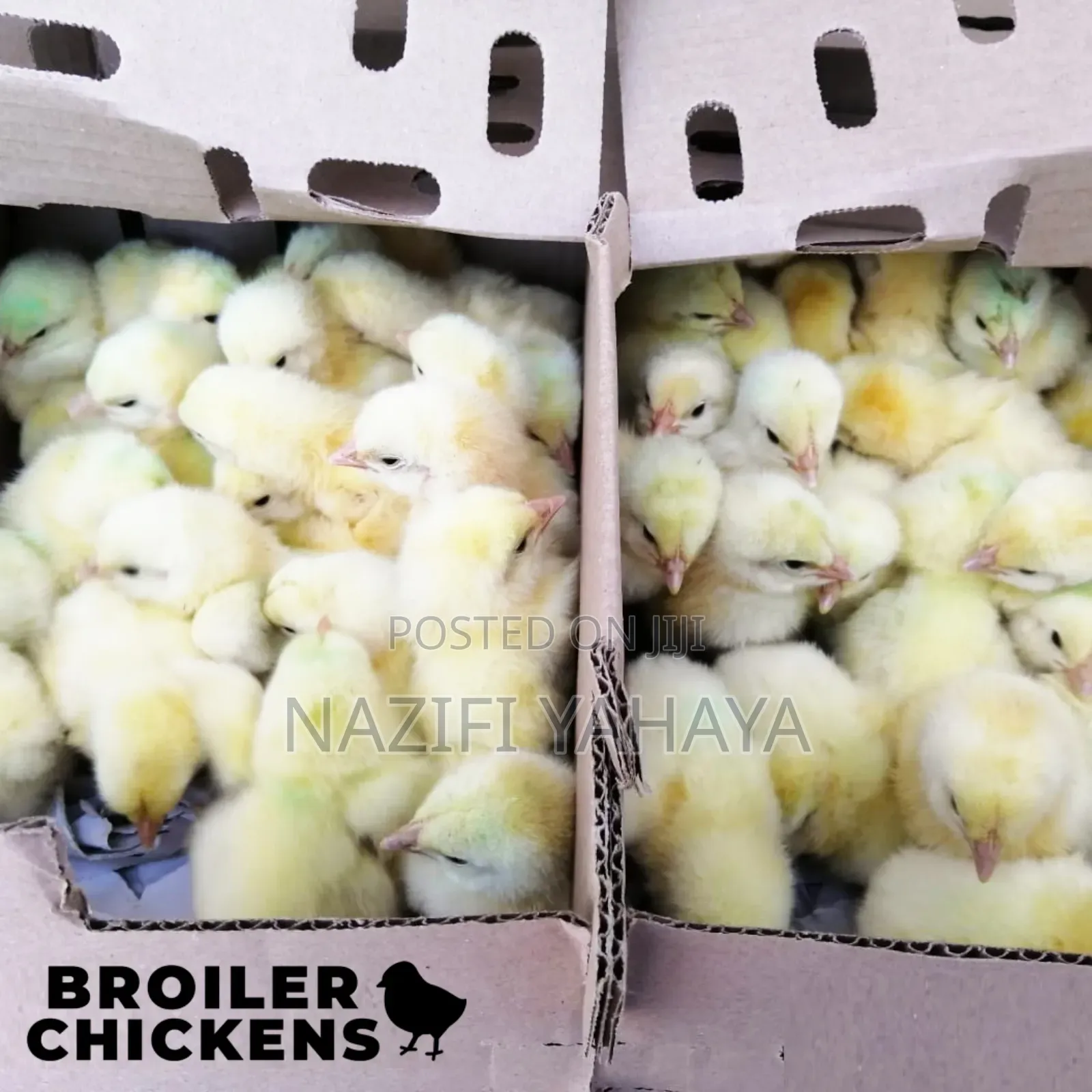 A Day Broiler