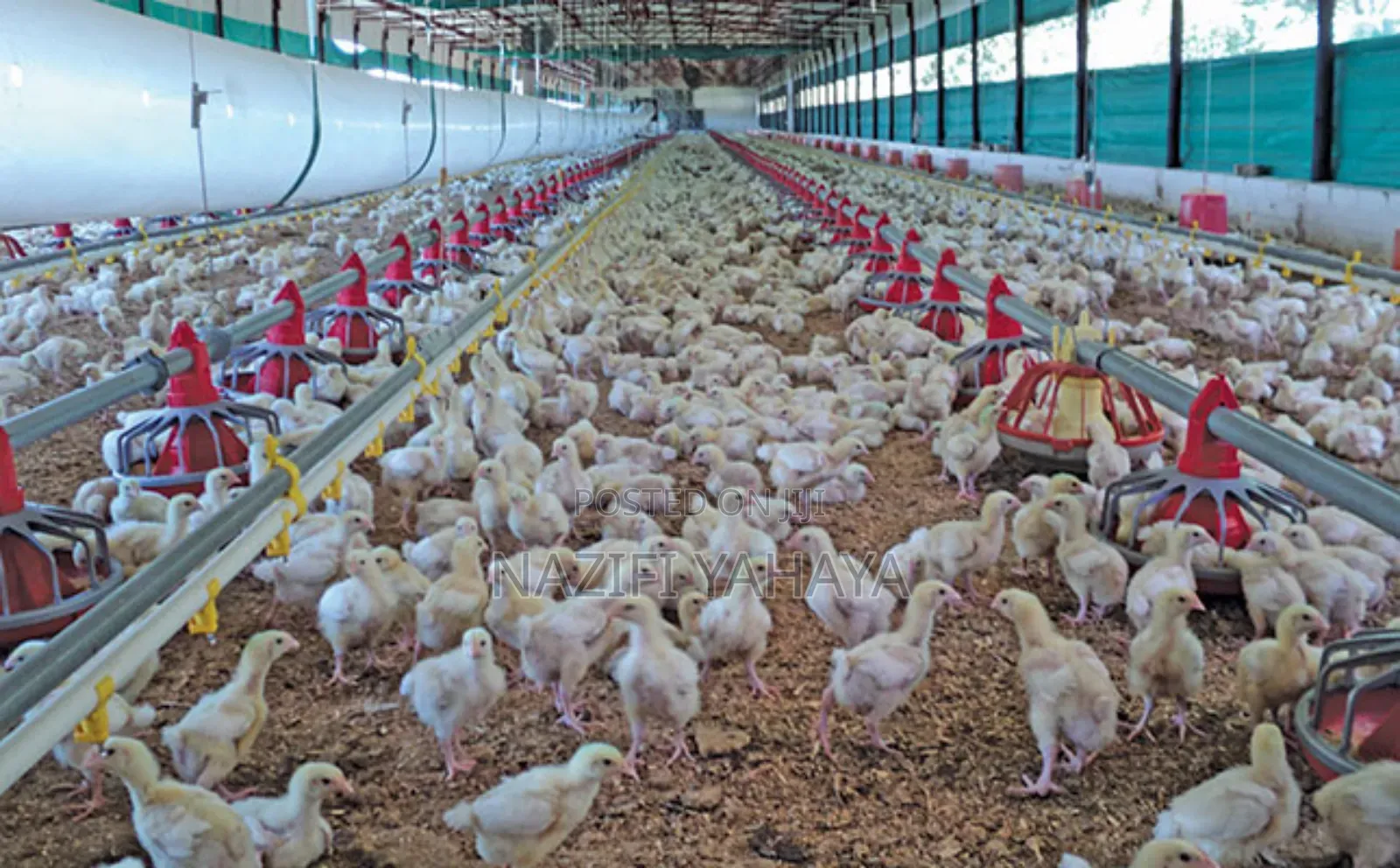 A Day Broiler