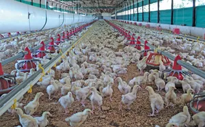 A Day Broiler