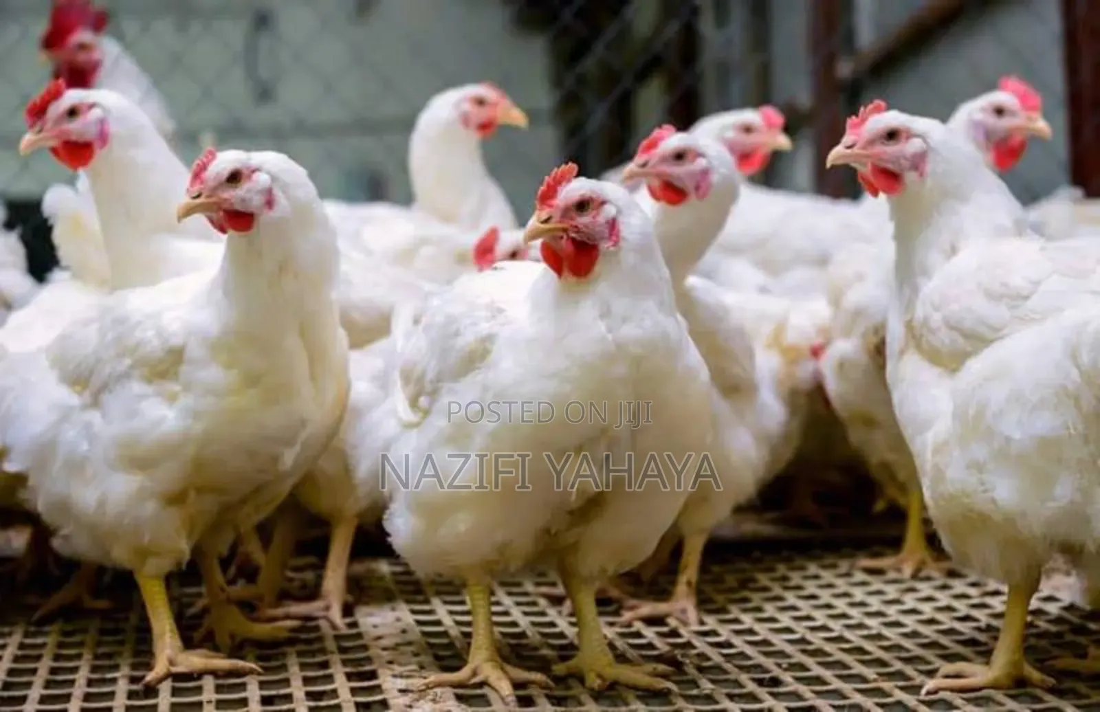 A Day Broiler