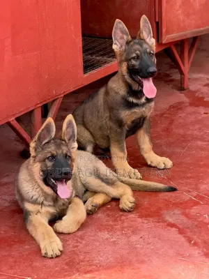 1-3 months Male Purebred German Shepherd