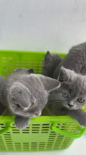 1-3 months Male Purebred British Shorthair