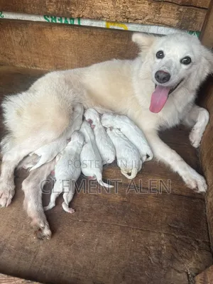 1+ year Female Purebred American Eskimo
