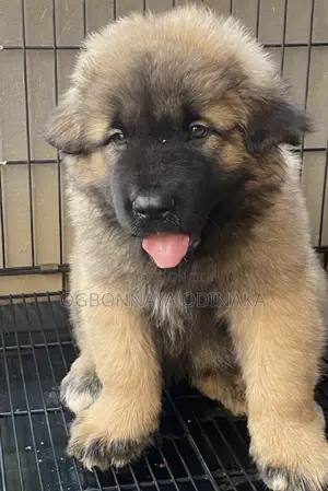 1-3 months Female Purebred Caucasian Shepherd