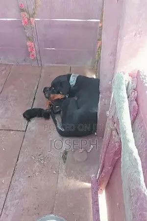 0-1 month Female Purebred Rottweiler