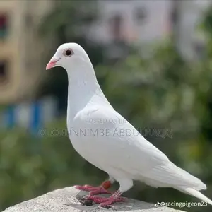 Cute and Smart Dove Available for Your Home