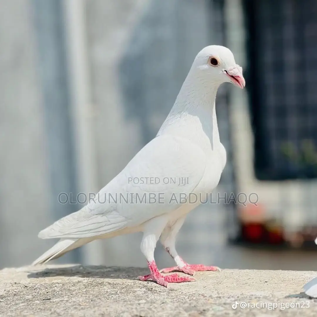Cute and Smart Dove Available for Your Home