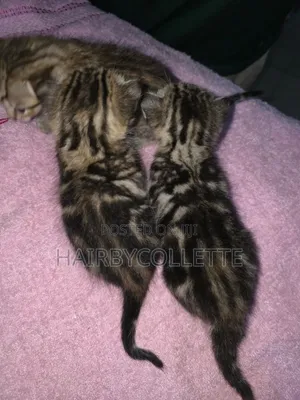 1-3 months Male Mixed Breed American Shorthair