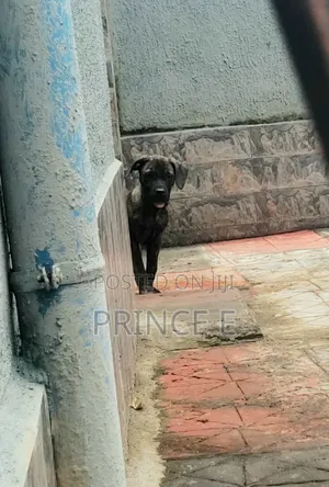 1-3 months Male Purebred Boerboel
