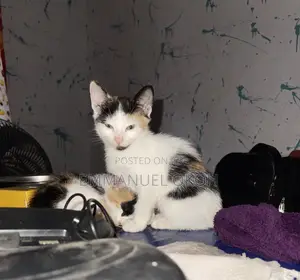1-3 months Female Mixed Breed Tabby