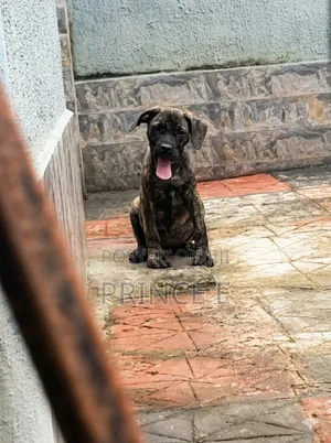 1-3 months Male Purebred Boerboel