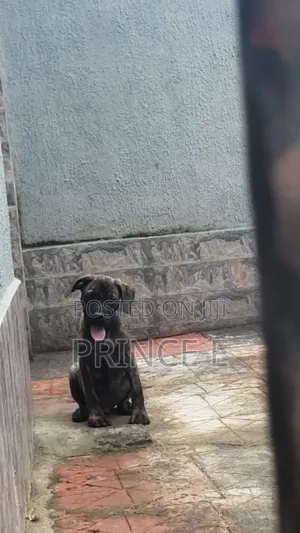 1-3 months Male Purebred Boerboel