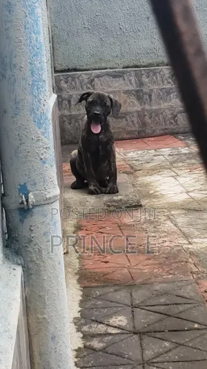 1-3 months Male Purebred Boerboel