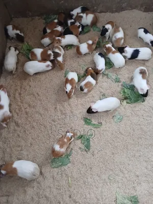 Guinea Pigs