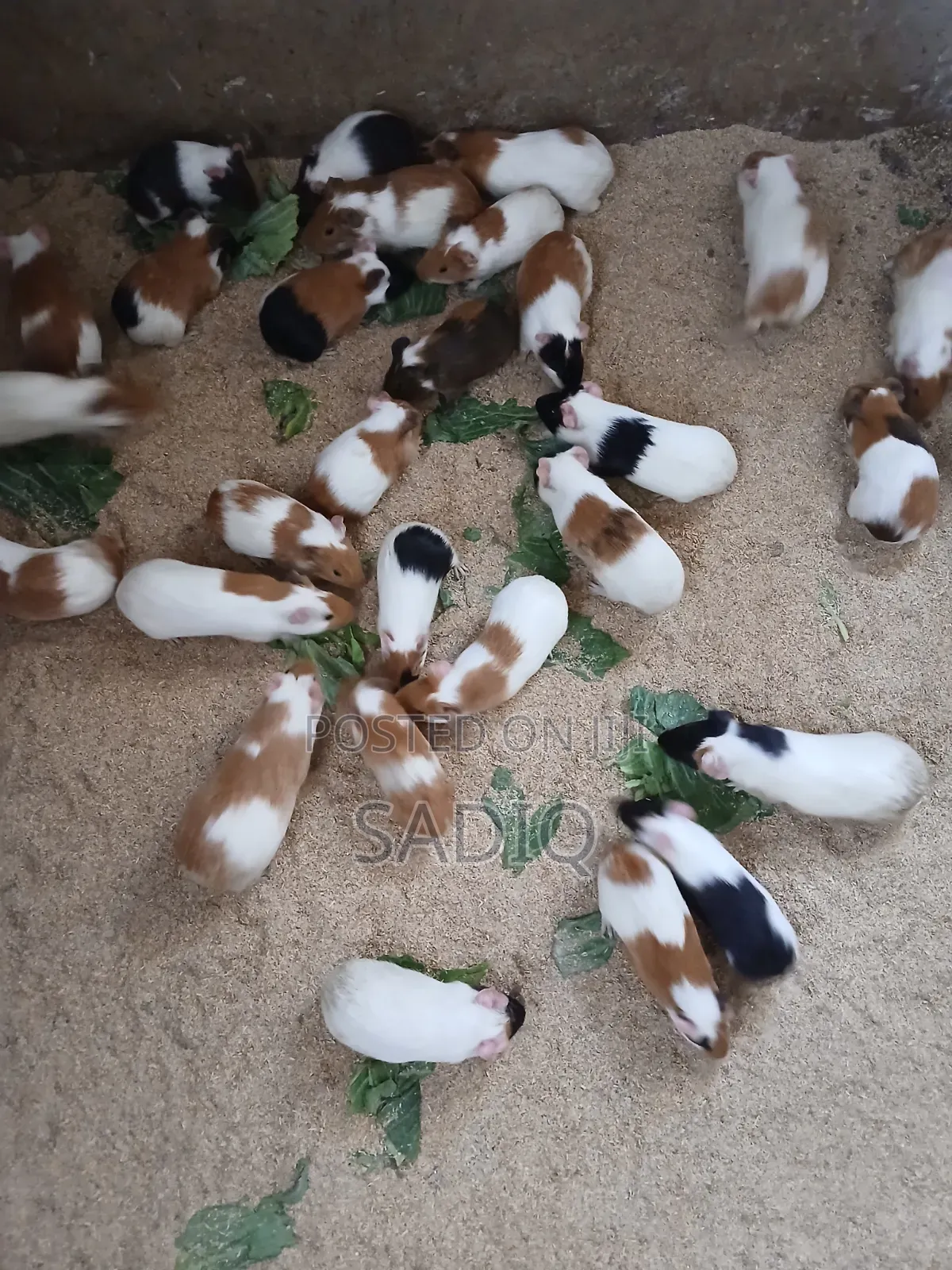 Guinea Pigs