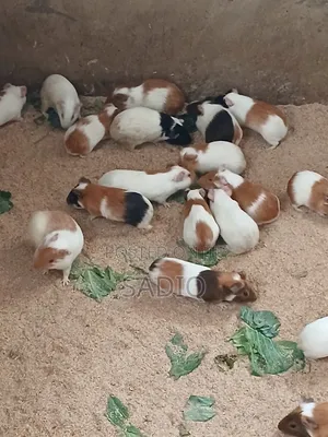 Guinea Pigs