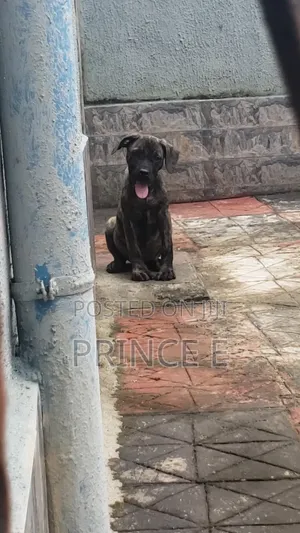1-3 months Male Purebred Boerboel