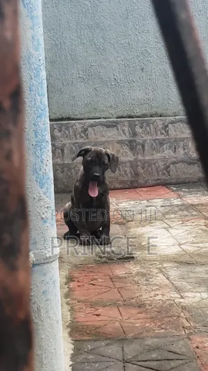 1-3 months Male Purebred Boerboel