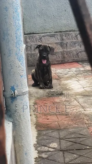 1-3 months Male Purebred Boerboel