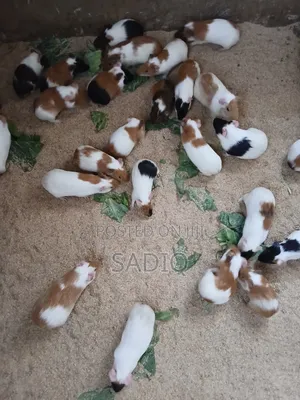 Guinea Pigs