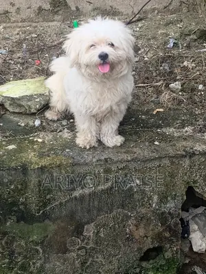 1+ year Female Purebred Lhasa Apso