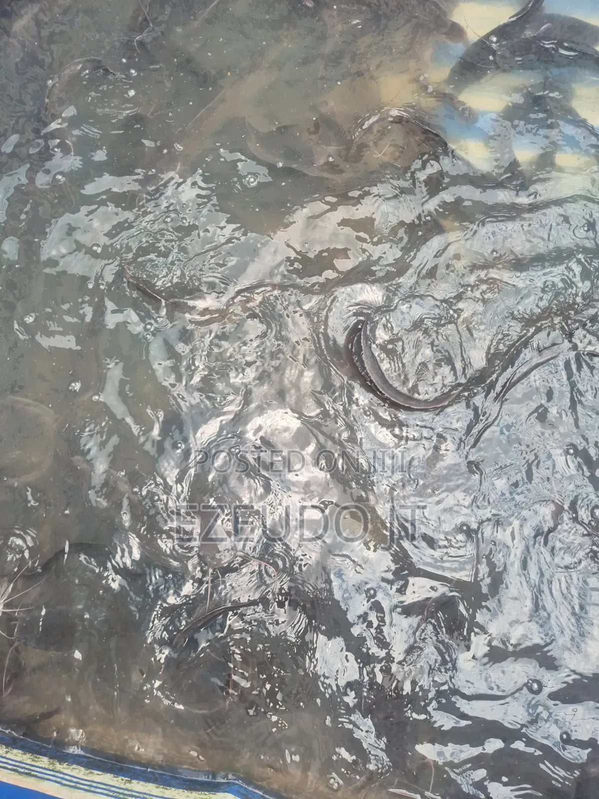 Ezeudo Fish Farm