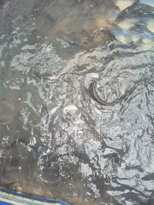 Ezeudo Fish Farm