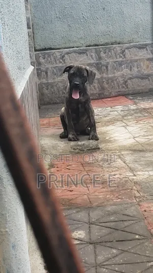 1-3 months Male Purebred Boerboel