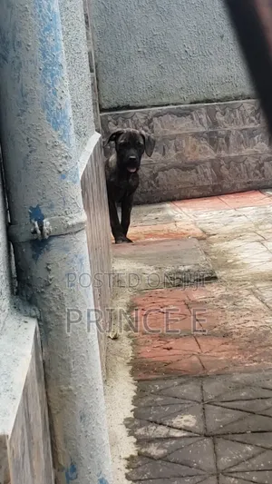 1-3 months Male Purebred Boerboel
