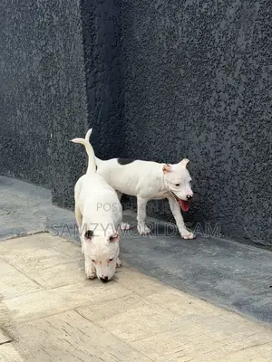 1-3 months Female Purebred Bull Terrier