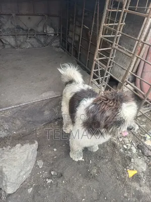 1+ year Male Purebred Lhasa Apso