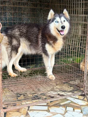 1+ year Female Purebred Siberian Husky