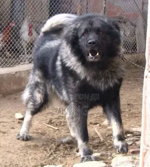 1+ year Female Purebred Caucasian Shepherd