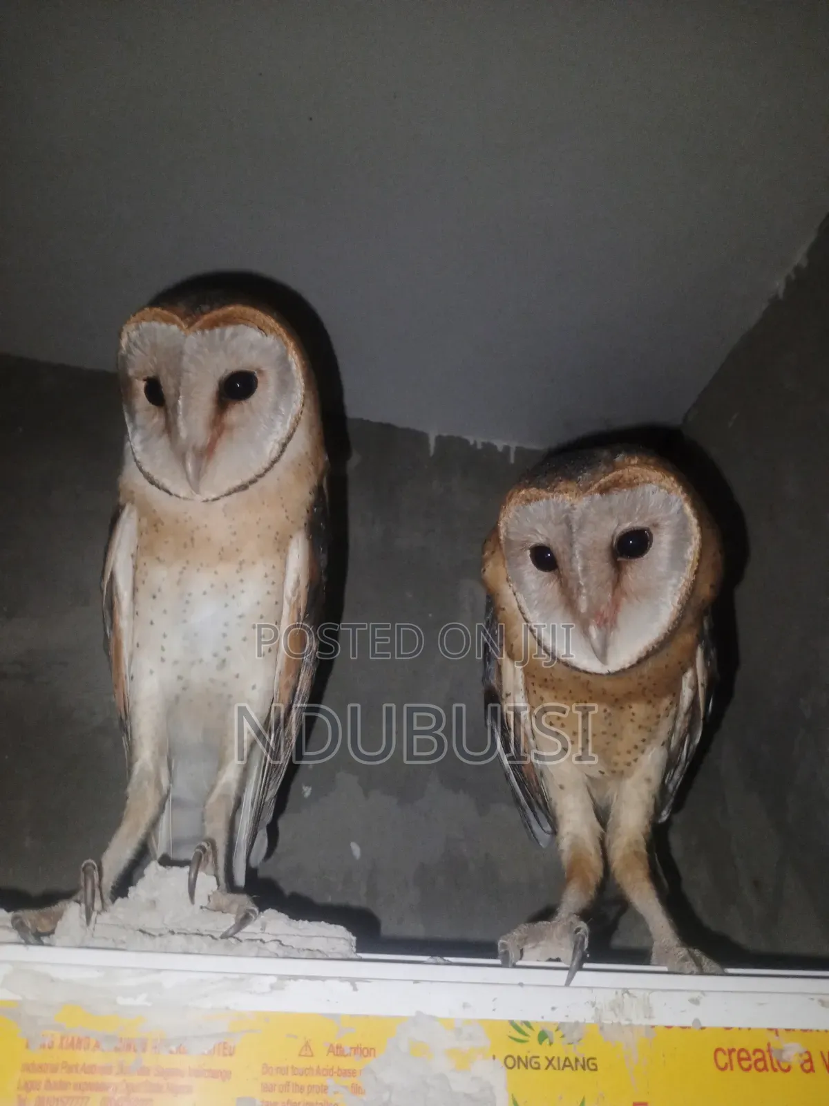 Male and Female Trained Barn Owls