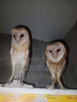 Male and Female Trained Barn Owls