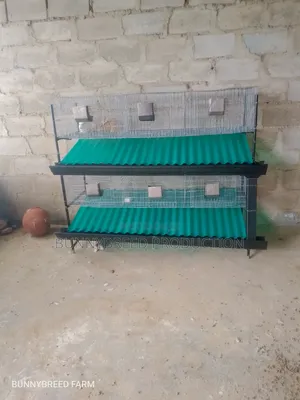 Commercials Rabbit Cage | 6-Room Automatic Rabbit Cage System