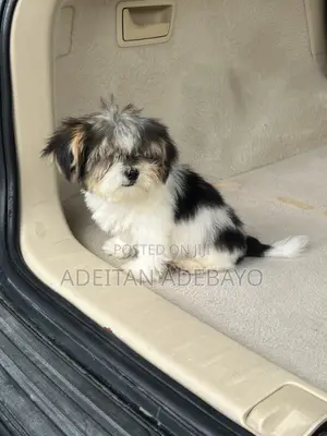 1-3 months Male Purebred Lhasa Apso