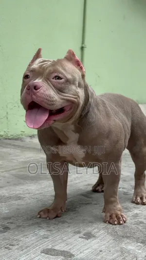 3-6 months Male Purebred American Bully