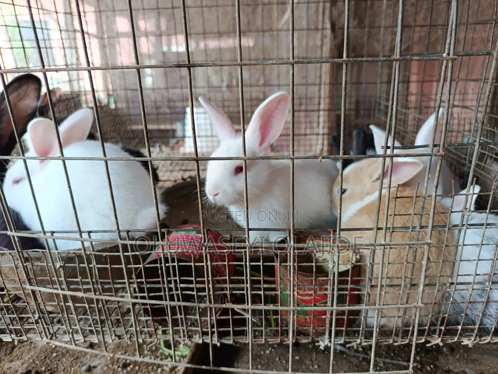 Rabbit Bunnies
