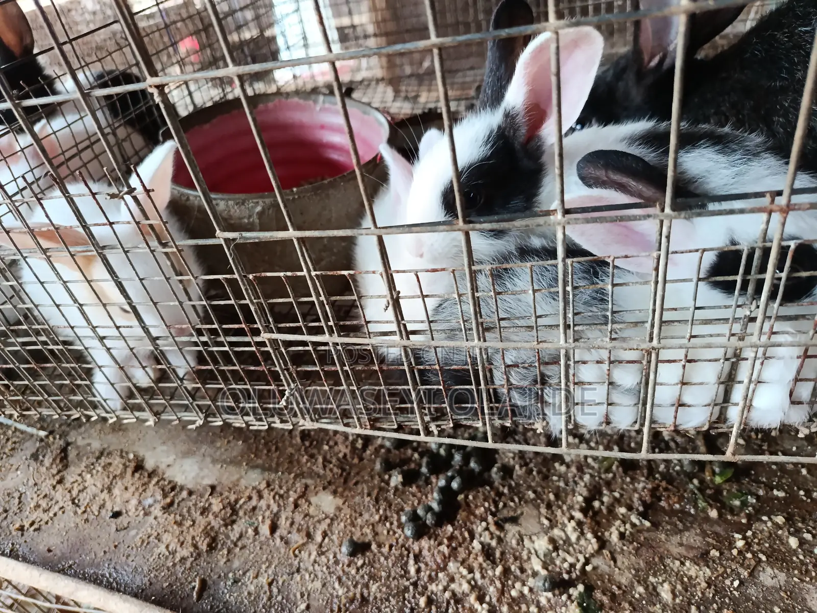 Rabbit Bunnies