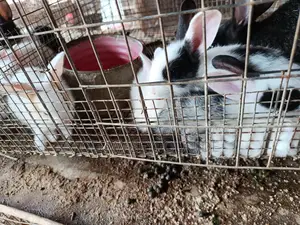 Rabbit Bunnies