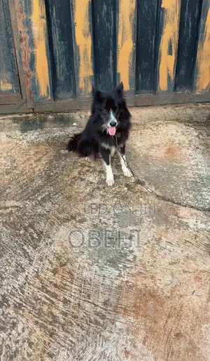 6-12 months Male Purebred American Eskimo