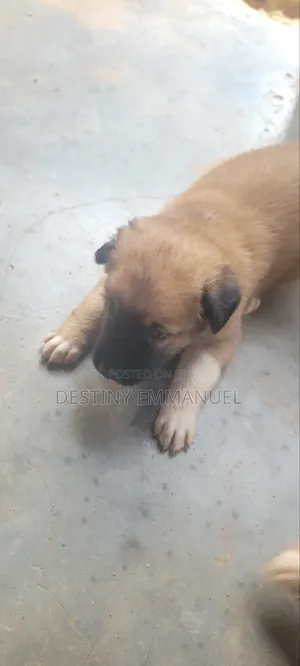0-1 month Female Mixed Breed German Shepherd
