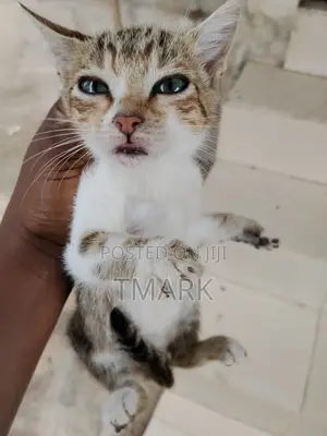 1-3 months Male Purebred American Shorthair