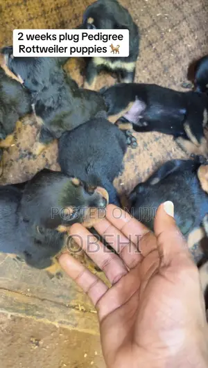 0-1 month Female Purebred Rottweiler