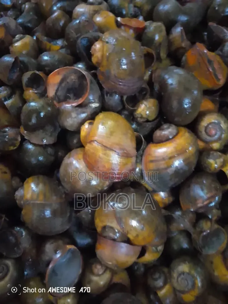 Water Snail