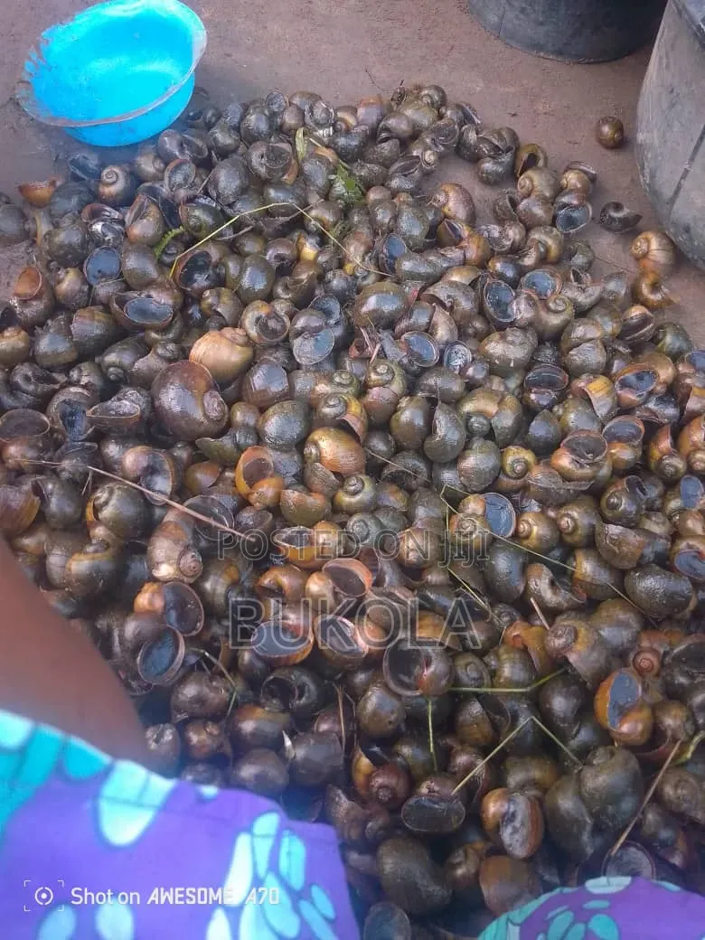 Water Snail