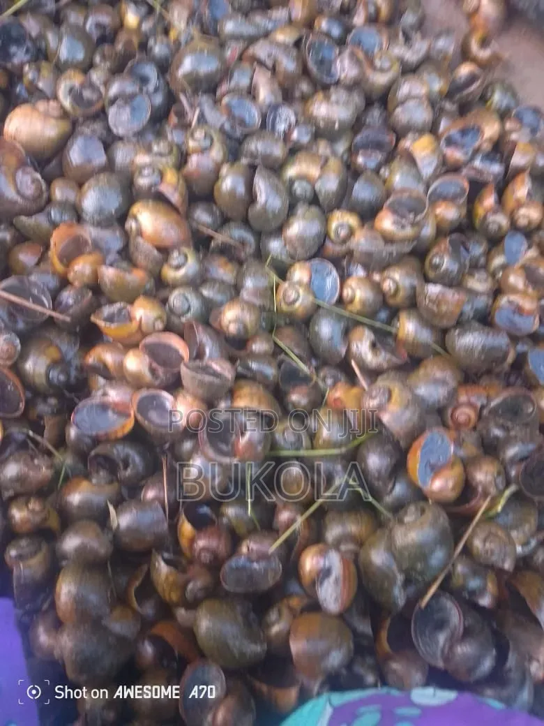 Water Snail