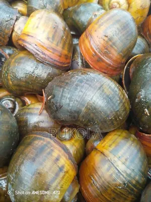 Water Snail
